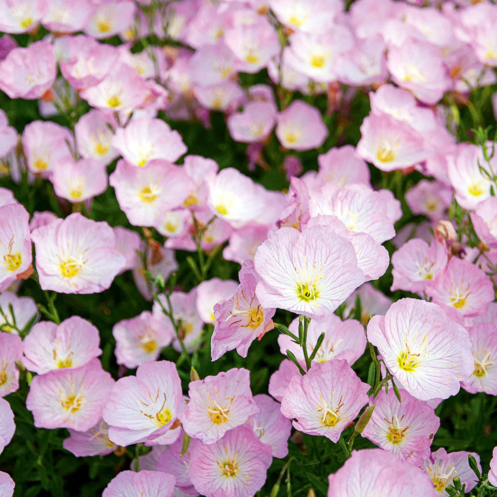 Light Pink Primrose Flower Seeds – Heirloom Non-GMO Evening Blooms for Garden Ground Cover