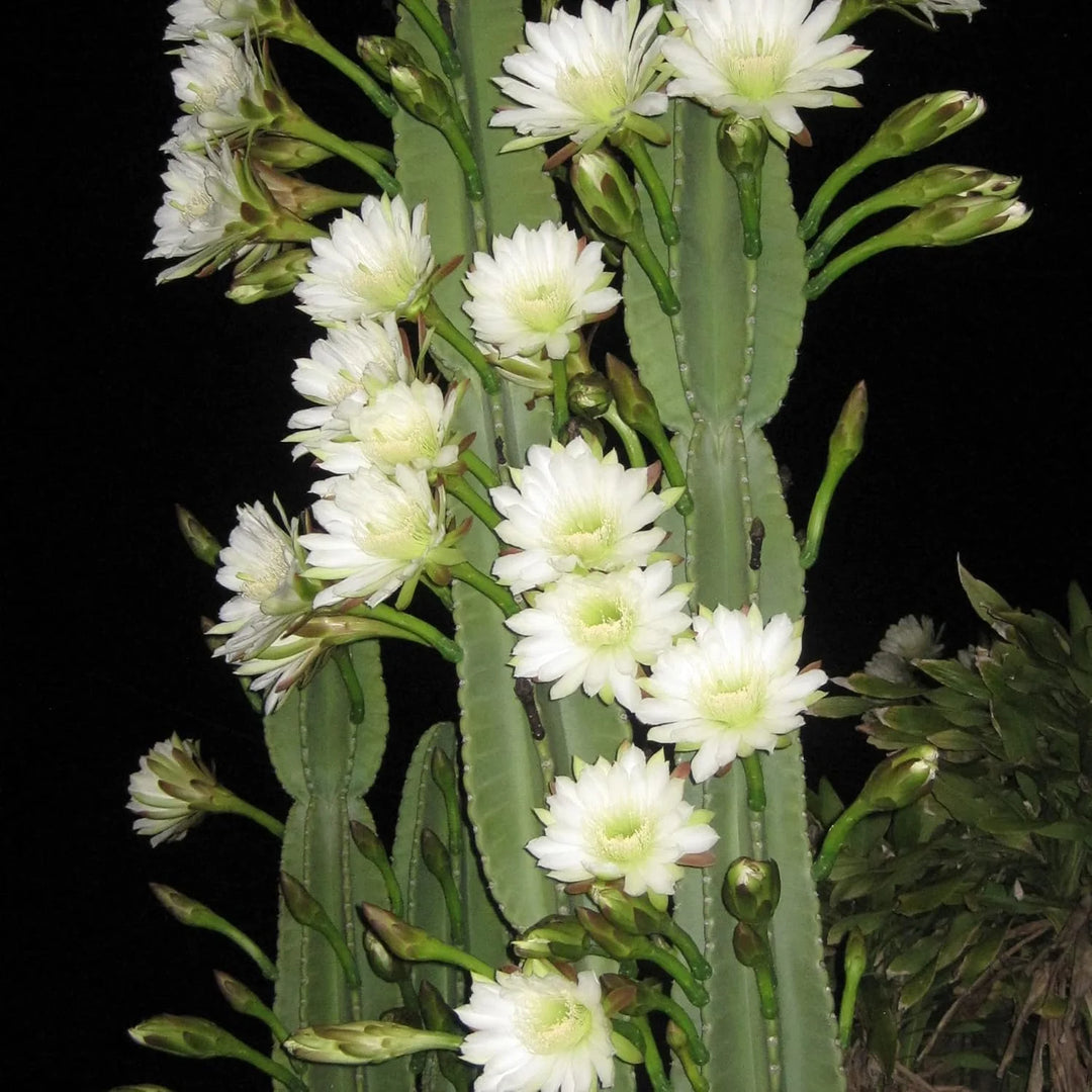 Cereus Flower Seeds for Planting, 100 pcs