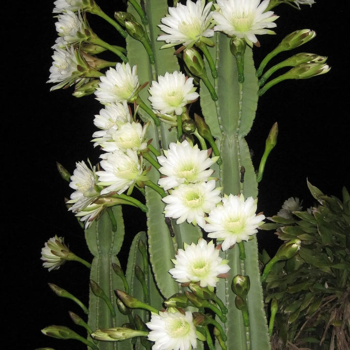 Cereus blomsterfrø til udplantning, 100 stk