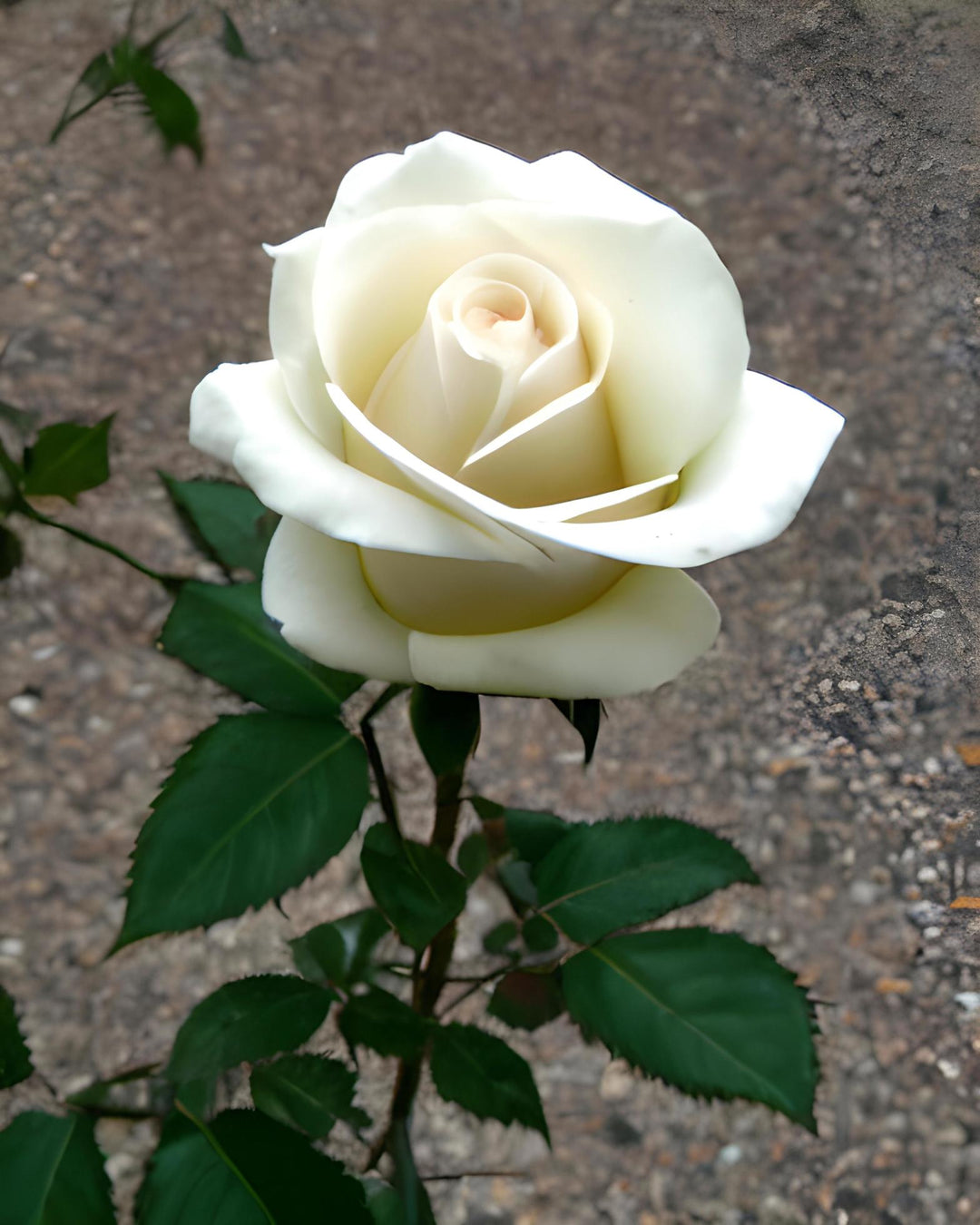 Heirloom Non-GMO White Rose Seeds for Garden Planting