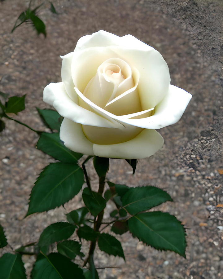 Heirloom Non-GMO White Rose Seeds for Garden Planting
