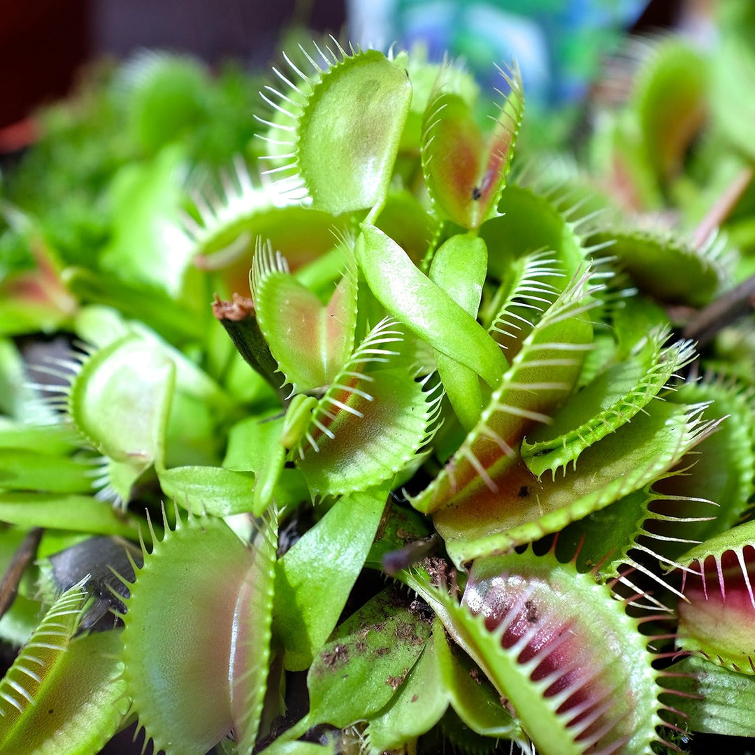 indoor fly trap plant Heirloom Non-GMO Venus Fly Trap Flower Seeds for Carnivorous Indoor an – Neeraseeds