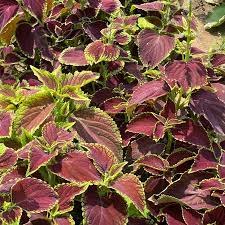 Coleus Multi-Colored Plant Seeds for Planting - 100 pcs