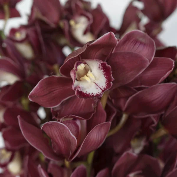 Cymbidium Orchid Seeds – Heirloom, Non-GMO, High Germination Organic Garden Seeds for Planting Rare Flowering Orchids