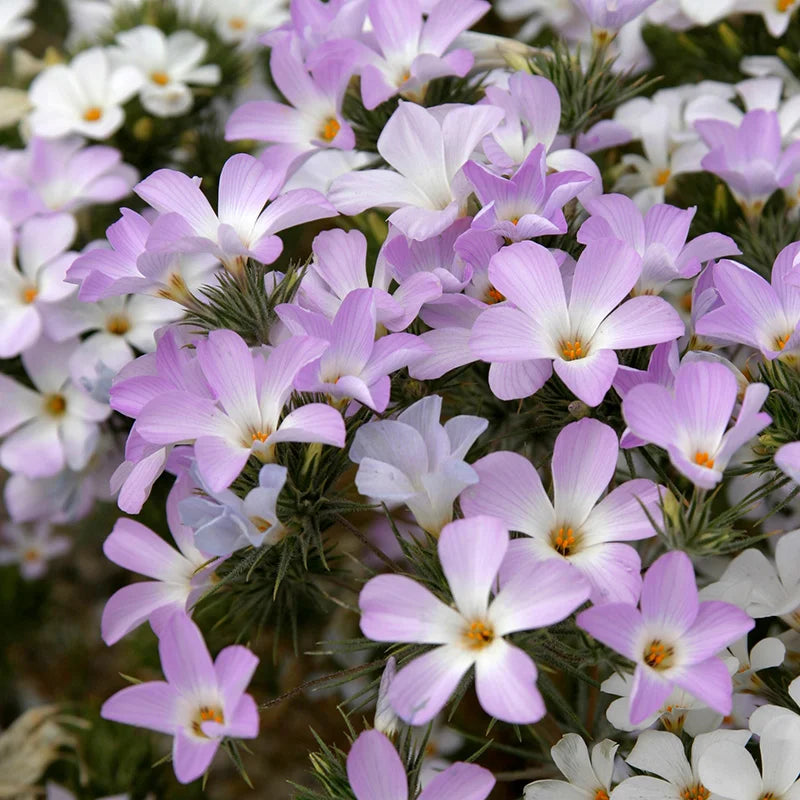 Lavender Linanthus Flower Seeds for Planting 100 pcs