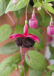 Black Pink Fuchsia Flower Seeds for Planting - 100 pcs