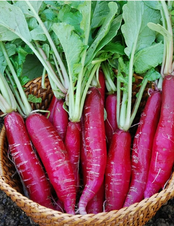 Indian Red Globe Radish Seeds – Heirloom, Non-GMO Vegetable Seeds for Planting Crisp, Round Red Radishes