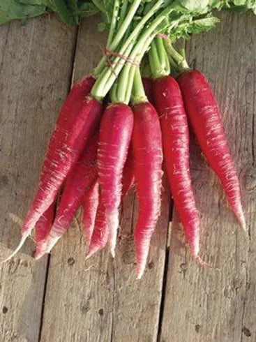 Indian Red Globe Radish Seeds – Heirloom, Non-GMO Vegetable Seeds for Planting Crisp, Round Red Radishes
