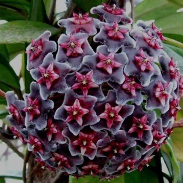 Heirloom Non-GMO Black Red Hoya Flower Seeds for Planting | Rare Tropical Organic Garden Seeds with High Germination