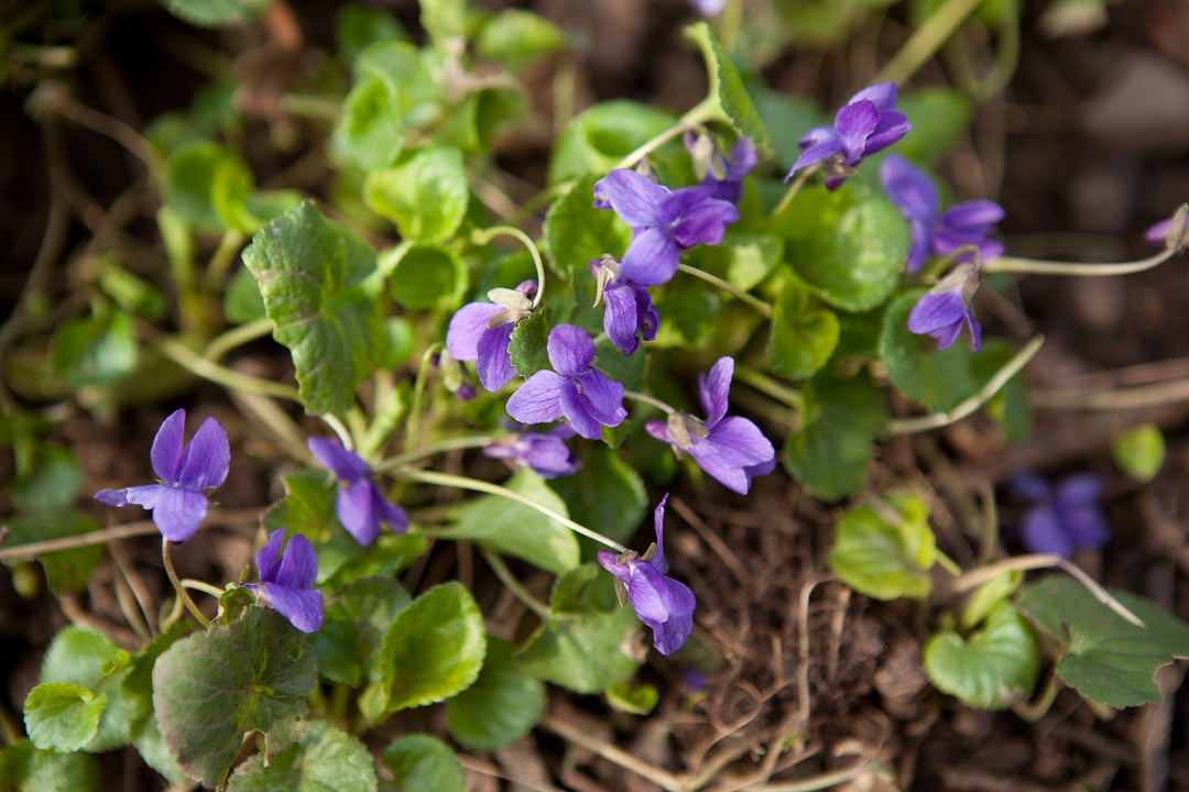 Viola Odorata Plant Seeds Purple for Planting 100 pcs