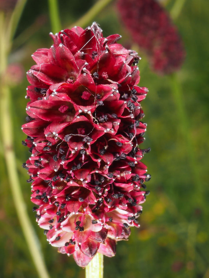 Sanguisorba Officinalis Flower Seeds – Heirloom, Non-GMO, High Germination Unique Organic Garden Seeds for Planting