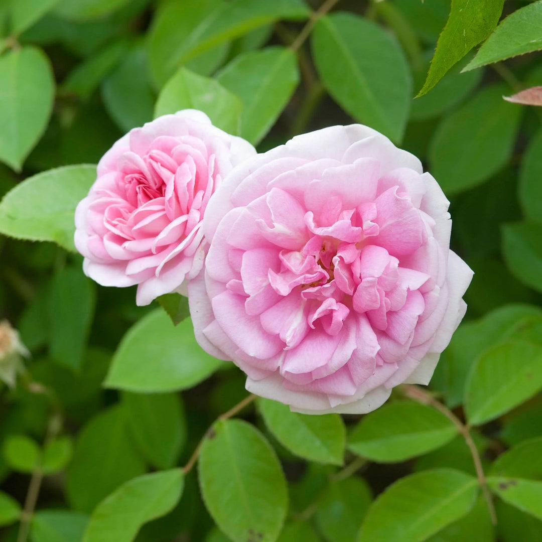 Holland Rose Blomsterfrø til udplantning - Lyserød 100 stk