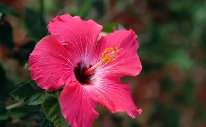 Pink Hibiscus Flower Seeds for Planting – Heirloom, Non-GMO, High Germination Organic Garden Seeds for Vibrant Blooms