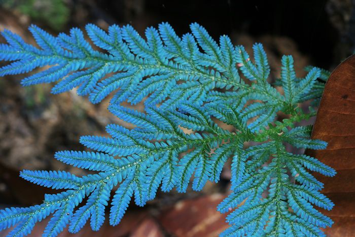 Fern Sky Blue Plant Seeds for Planting 100 pcs