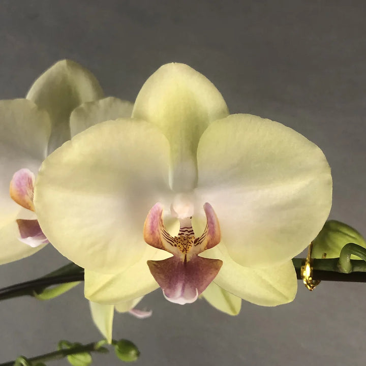Heirloom Light Yellow Phalaenopsis Orchid Flower Seeds – Non-GMO Exotic Blooms for Planting, High Germination