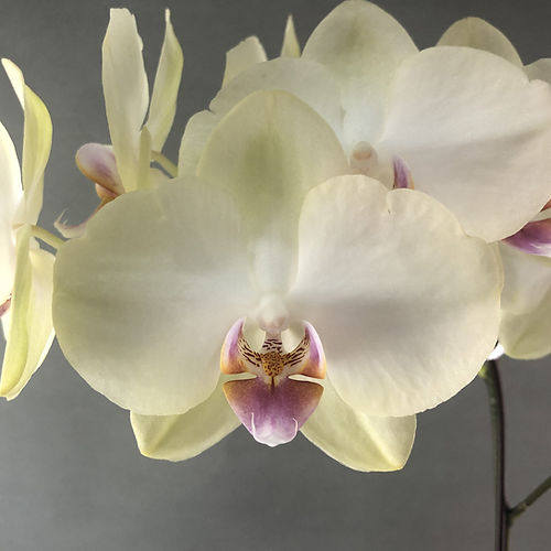 Organic Heirloom Non-GMO Light Yellow Orchid Seeds for Planting – Fresh Vibrant Blooms