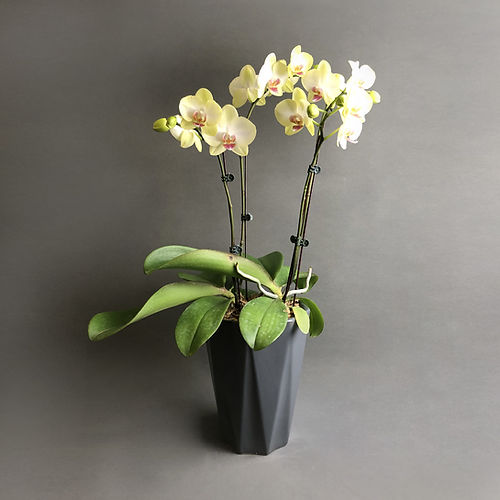 Organic Heirloom Non-GMO Light Yellow Orchid Seeds for Planting – Fresh Vibrant Blooms