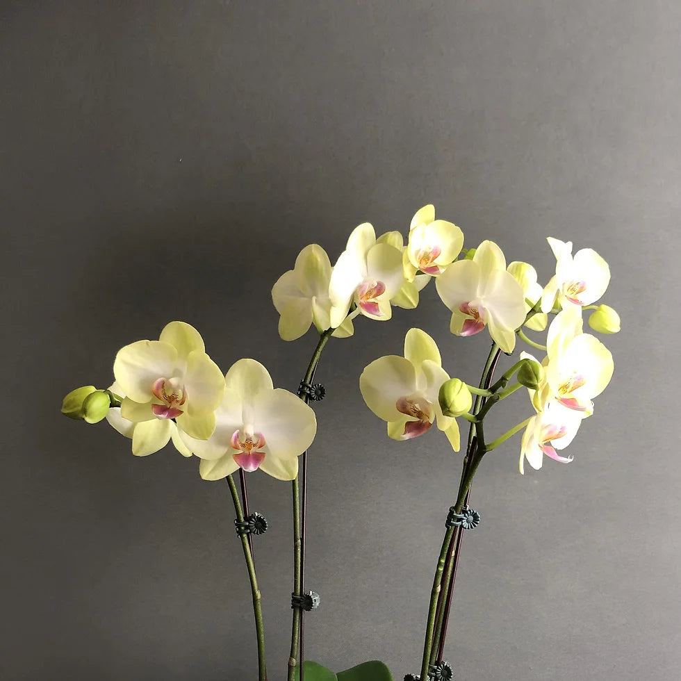 Heirloom Light Yellow Phalaenopsis Orchid Flower Seeds – Non-GMO Exotic Blooms for Planting, High Germination