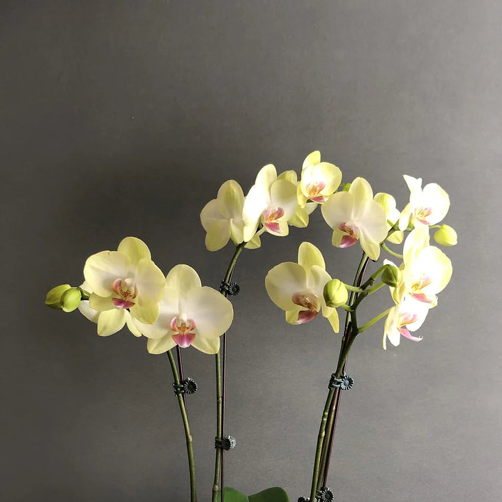 Heirloom Light Yellow Phalaenopsis Orchid Flower Seeds – Non-GMO Exotic Blooms for Planting, High Germination