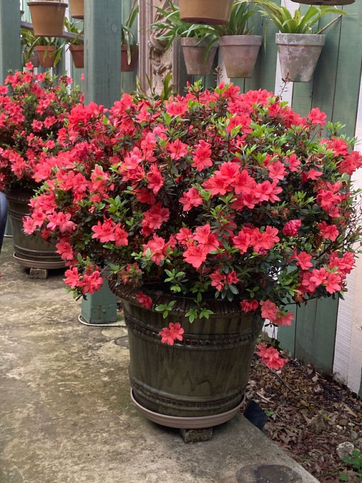 Azalea Blomsterfrø til Plantning Rød 100 stk