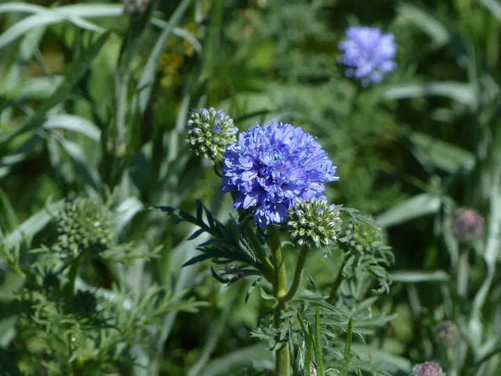 Heirloom Non-GMO Globe Gilia Flower Seeds for Planting – Drought-Tolerant Pollinator-Friendly Garden Blooms