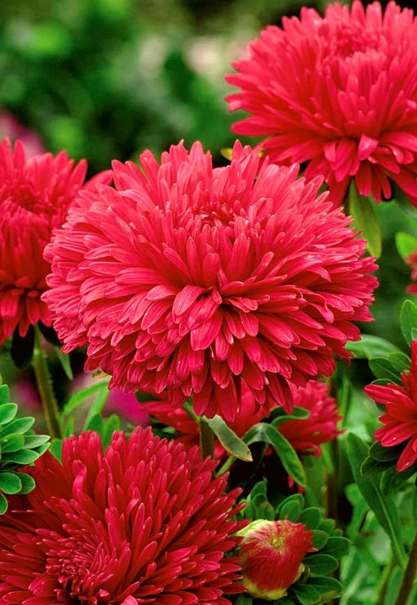 Fresh Aster Flower Seeds for Planting, Dark Pink 100 pcs