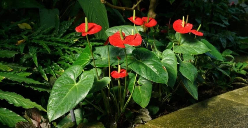 Anthurium blomsterfrø til udplantning, friske, 100 stk