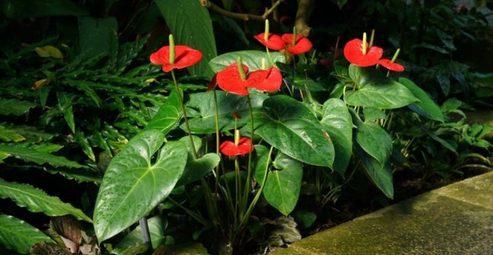 Red Anthurium Flower Seeds for Planting - 100 pcs