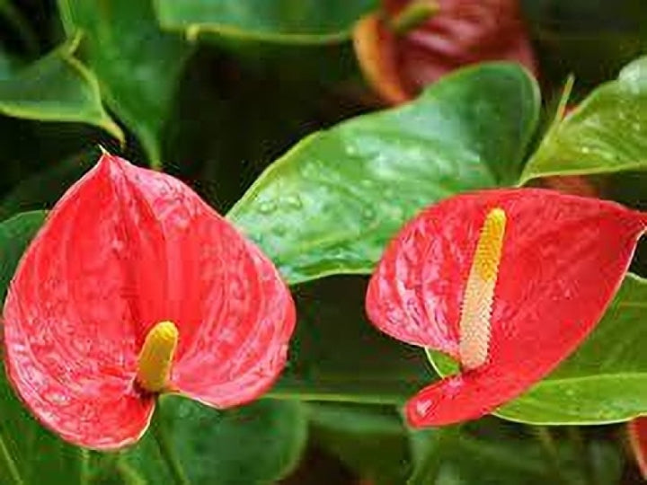 Bland Anthurium blomsterfrø til plantning - 100 stk