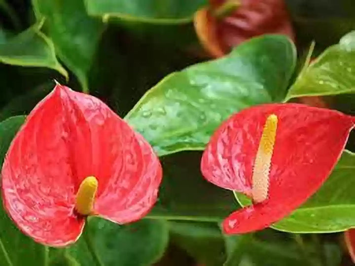 Anthurium røde blomsterfrø til plantning - 100 stk