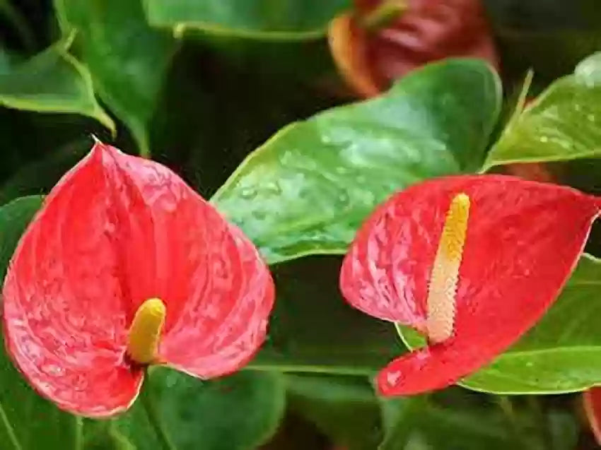 Anthurium Rødgrønne Blomsterfrø til Plantning 100 stk