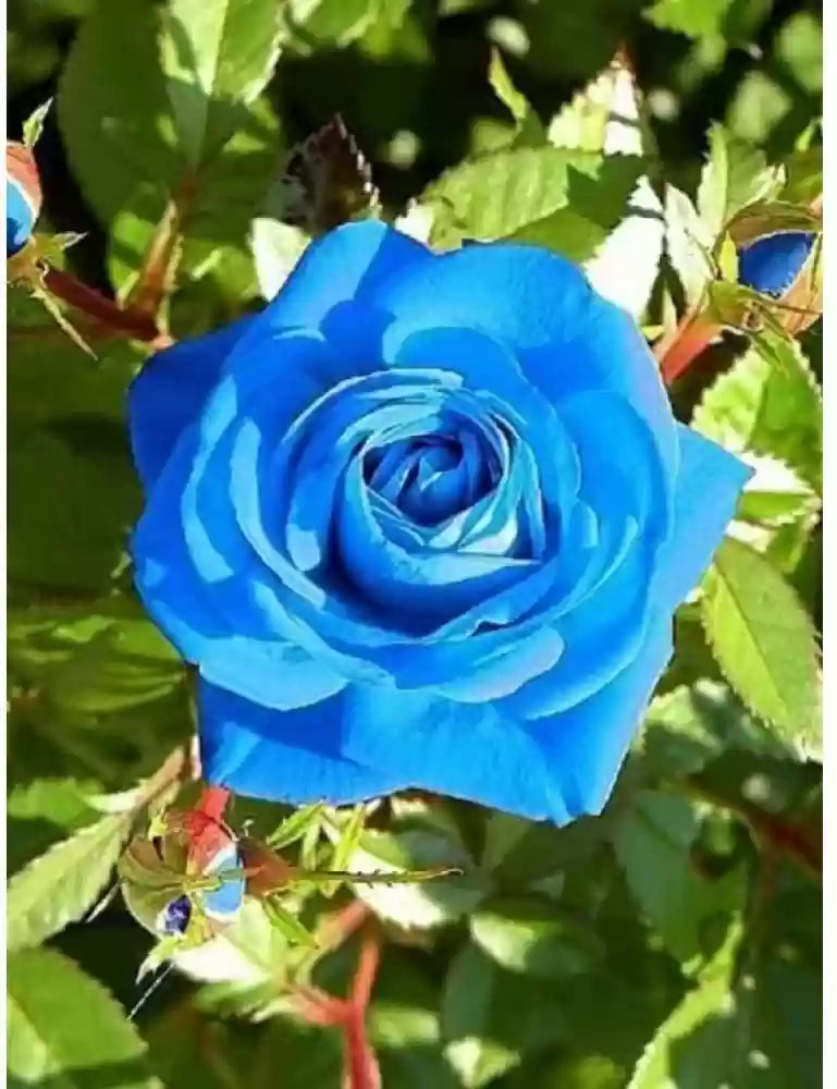 Sea Blue Rose Flower Seeds for Planting - 100 pcs