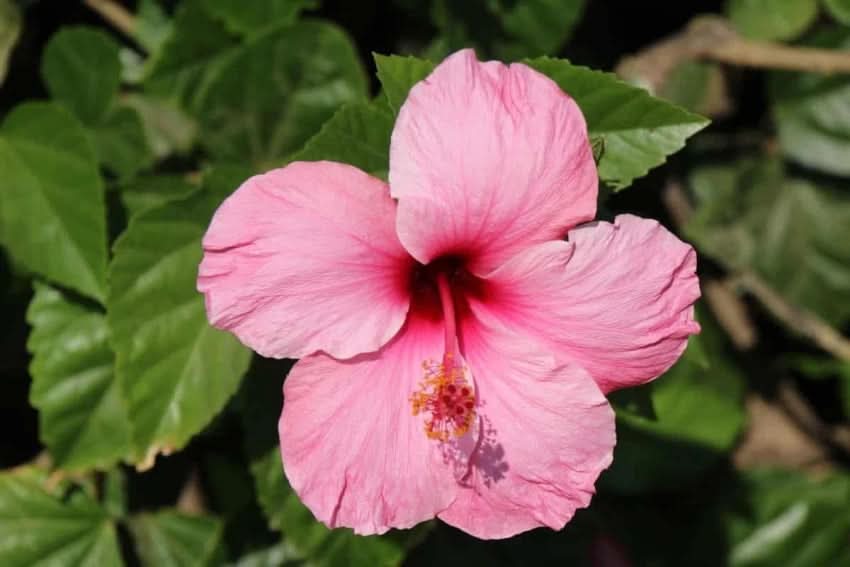 heirloom non flower seeds