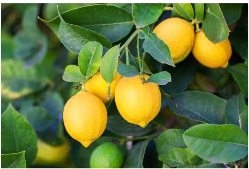 Lemon Tree Seeds for Gardening | Fragrant Citrus Fruits  100 pcs