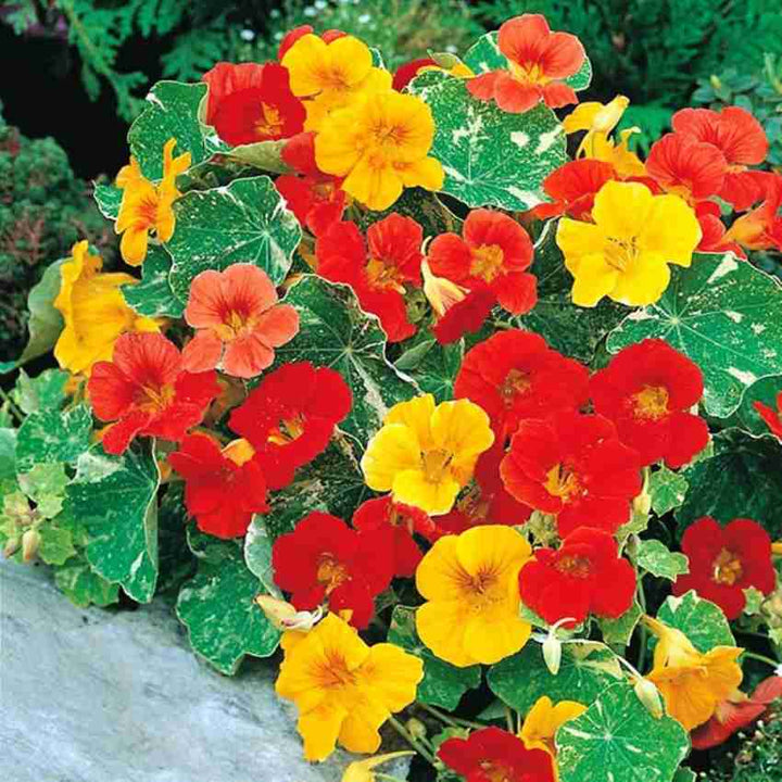 Heirloom Non-GMO Nasturtium Flower Seeds for Planting – Mixed Color Edible Blooms Organic Garden Seeds