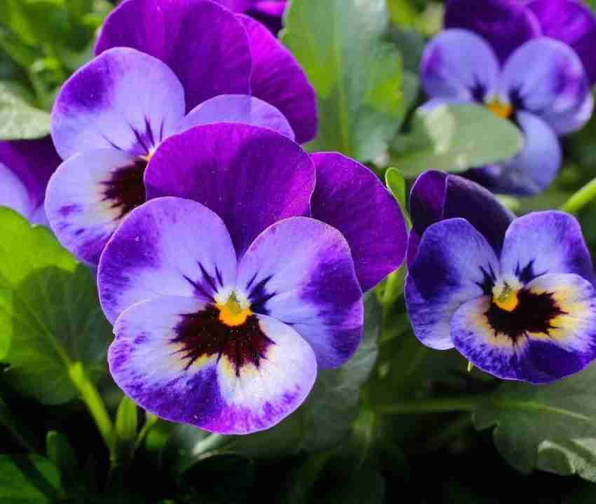 Mix Pansy Flower Seeds for Planting - 100 pcs