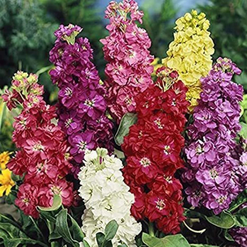 Matthiola Incana Multi-Colour Flower Seeds for Planting - 100 pcs