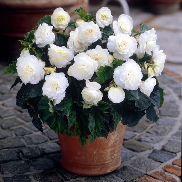 Begonia Dobbelt Hvide Blomsterfrø til Plantning 100 stk