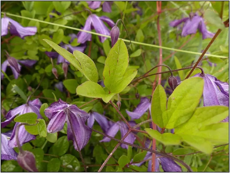 Violet Viticella blomsterfrø til plantning - 100 stk