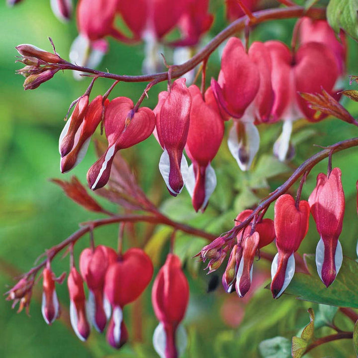 Organic Heirloom Non-GMO Bleeding Heart Seeds for Planting – Shade Garden Flowers, High Germination