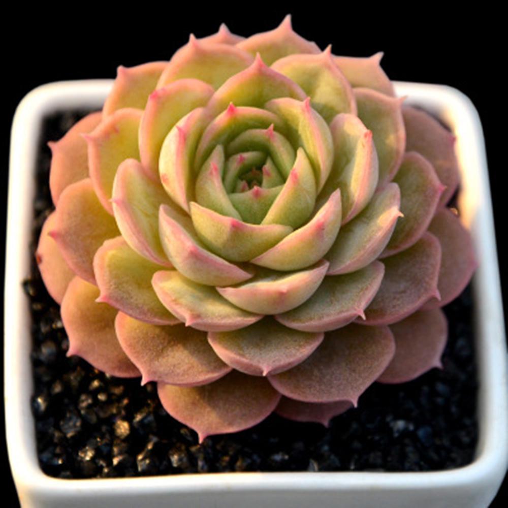 Brown Succulent Flower Seeds – Heirloom, Non-GMO, Drought-Tolerant Seeds for Planting