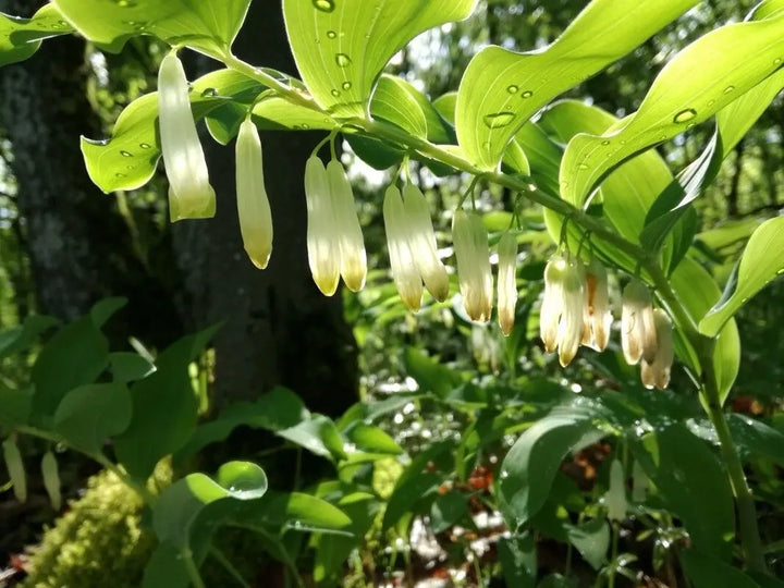 Hvide Polygonatum plantefrø til udplantning – 100 stk