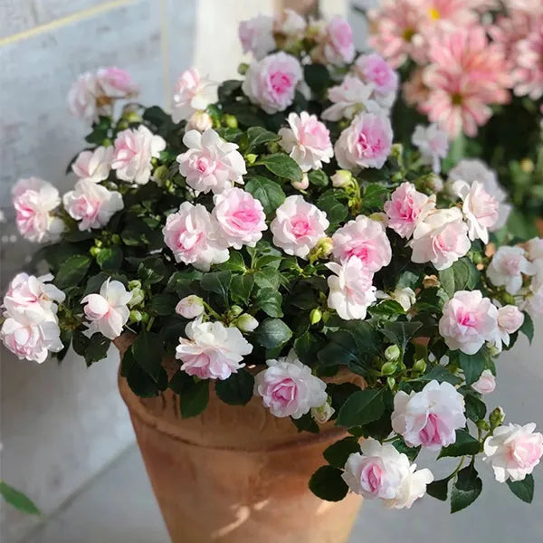 Hvid lilla Camellia Blomsterfrø til udplantning - 100 stk