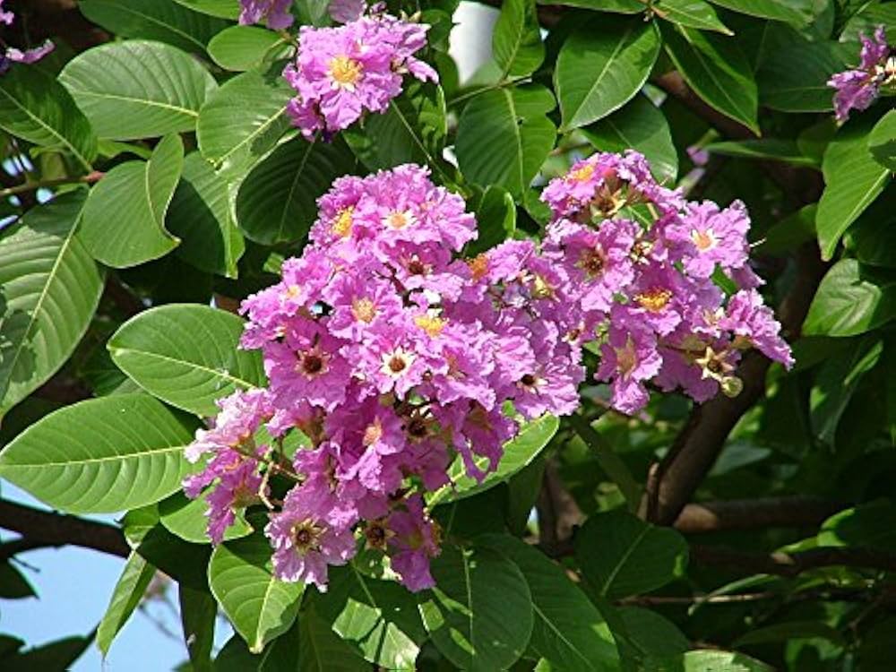 pink myrtle flower seeds