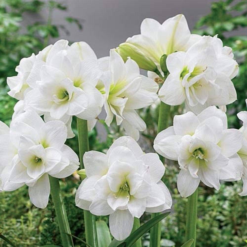 white amaryllis flower seeds