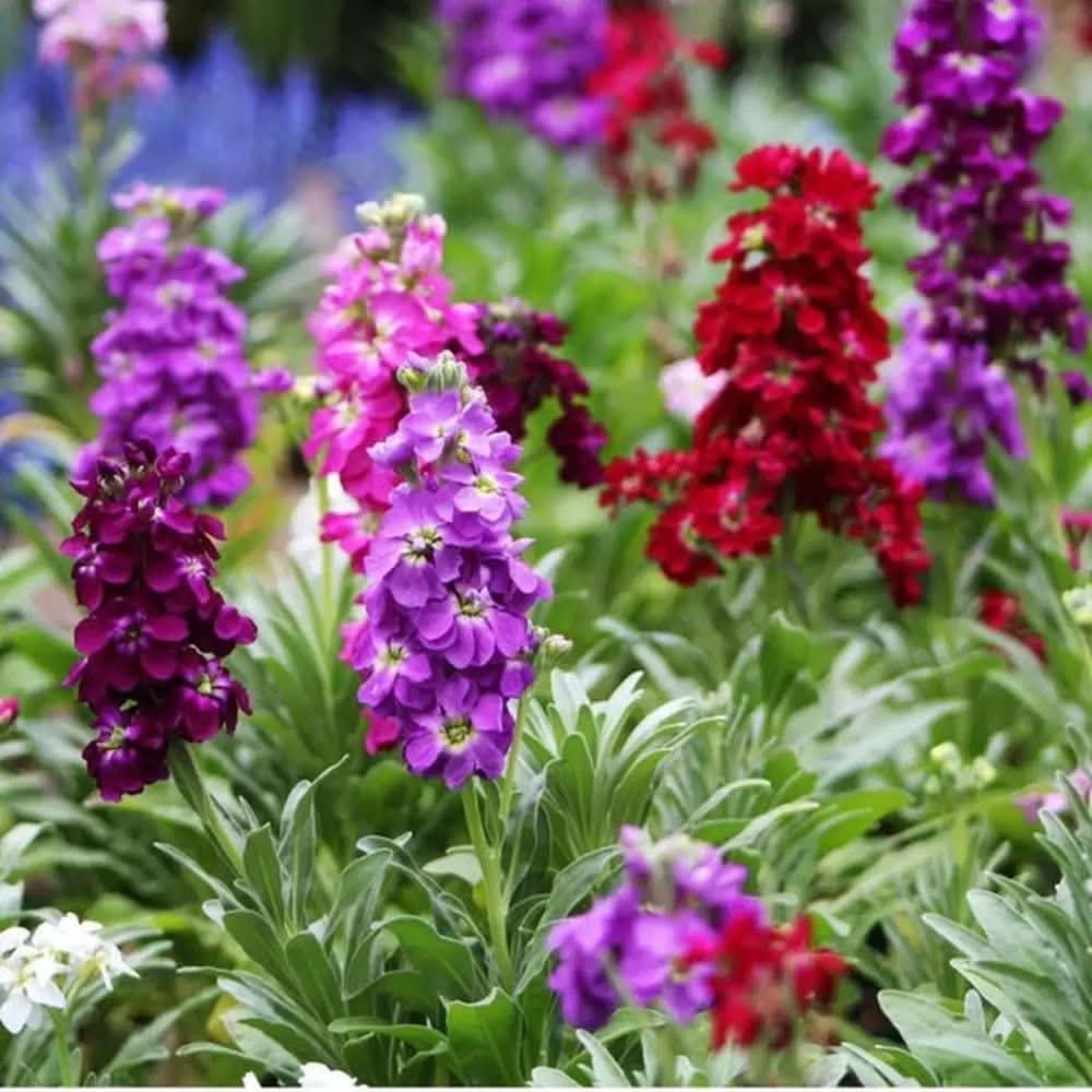 purple red flower seeds
