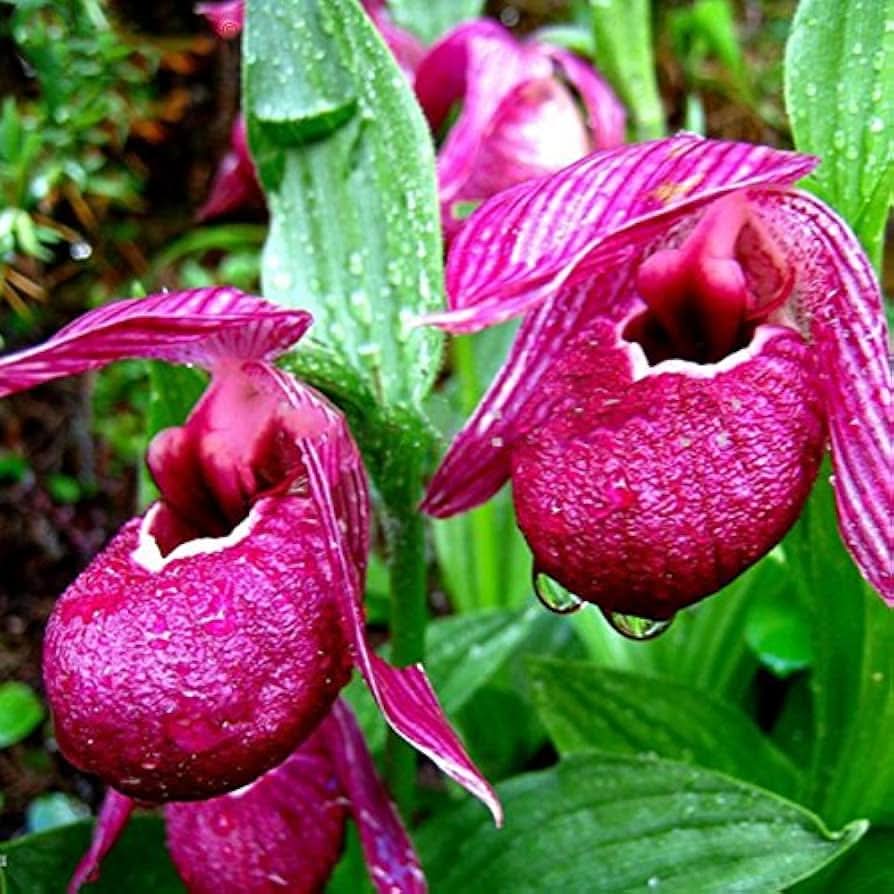 cypripedium paphiopedilum flower seeds