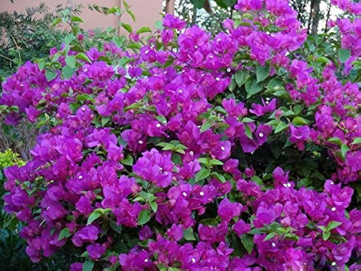 Bougainvillea Flower Seeds for Planting – 100 pcs Heirloom Non-GMO High Germination Organic Garden Seeds