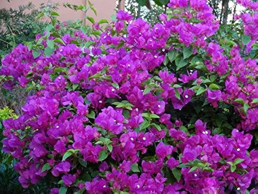 bougainvillea flower flower seeds