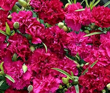 pink deep flower seeds